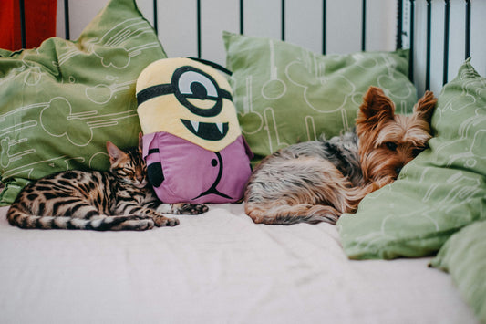 The Ultimate Guide to Choosing the Perfect Bed for Your Pet