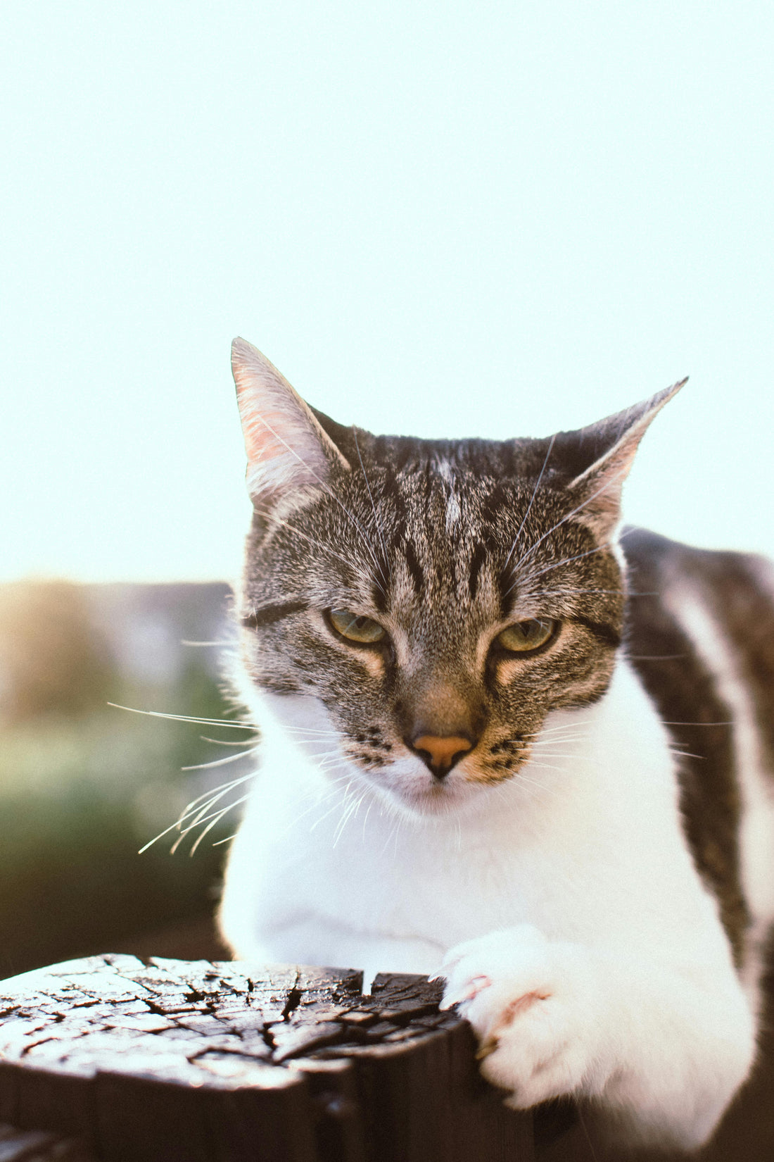 Nail Trimming 101: Keeping Your Pet's Paws Healthy